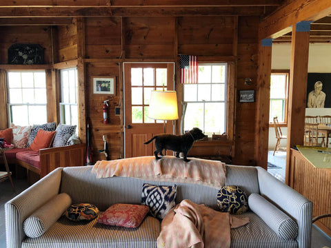 Black dog standing on top of blue and white striped couch in wooden cabin. 