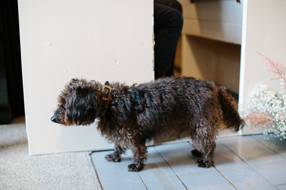 Gerry, dog of the married couple to be, watching the ceremony inside the church. 