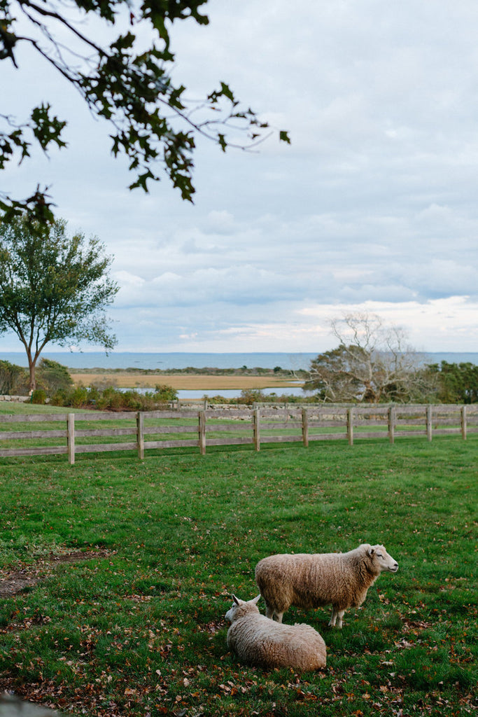 sheep in the landscape surrounding the reception.