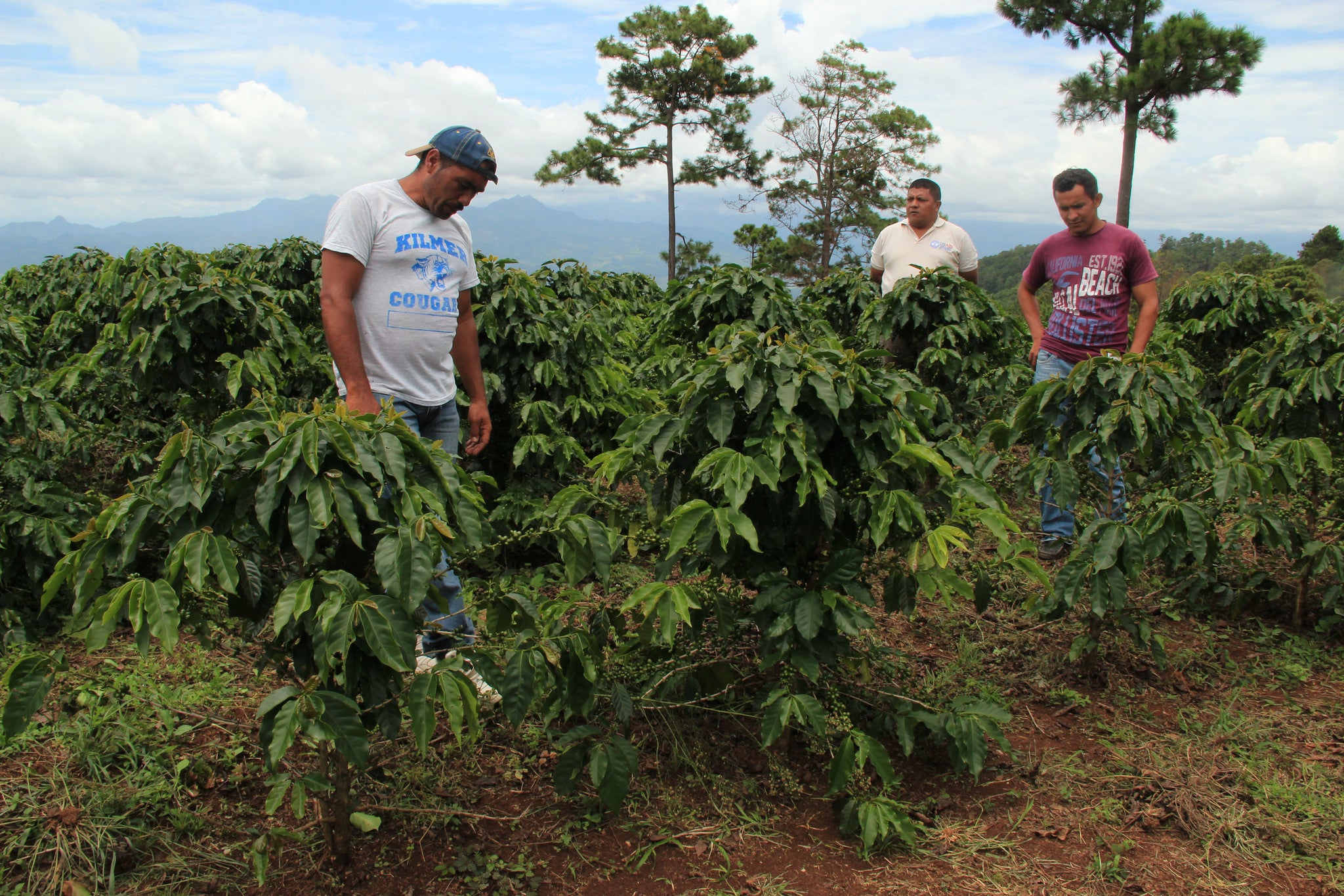 Honduran coffee