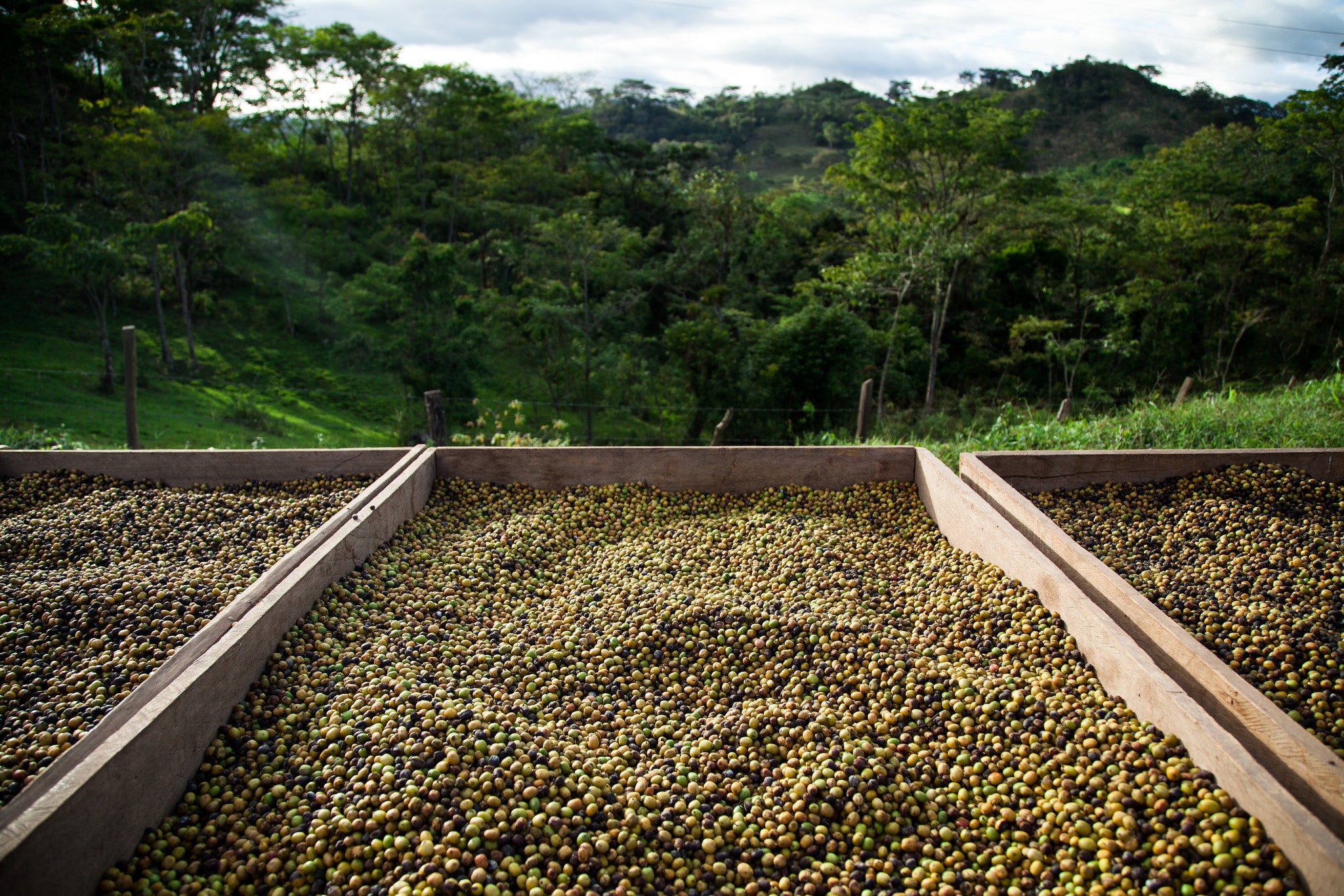 Nicaragua coffee