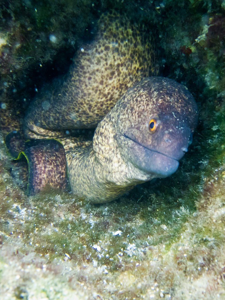 best snorkeling in Costa Rica Osa Peninsula