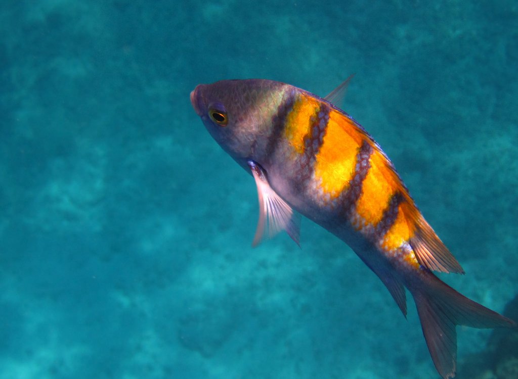 top snorkeling in Costa Rica