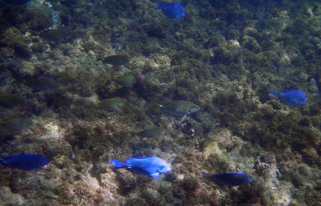 Gandoca-Manzanillo snorkeling, Costa Rica