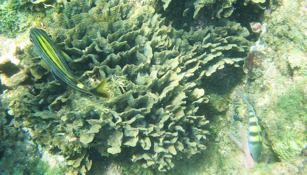 top snorkeling Costa Rica Gandoca-Manzanillo