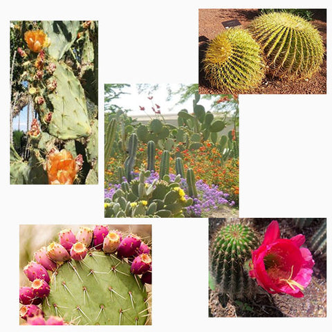 Collage of cacti featured in a blog post by Jackie Vujcich of Colorado Creations Quilting