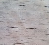 Woodgrain fabric by Henry Glass available at Colorado Creations Quilting