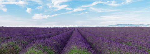 our-bulgarian-lavender-field