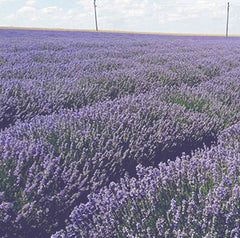 Our Lavender is comimng from this field