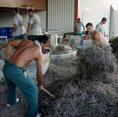 Our people, who are producing the most precious lavender 
