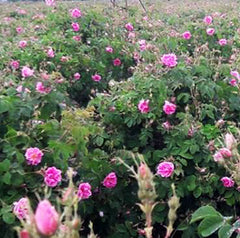 Our Rose field in Bulgaria Rose valley