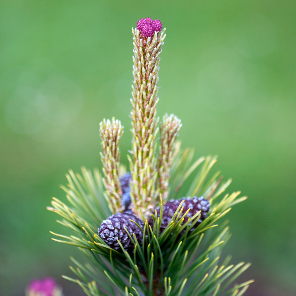 TEN COOL FACTS ABOUT CONIFERS