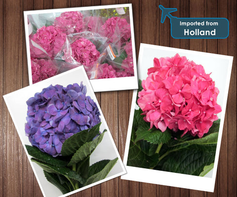 Left: Hydrangea Rodeo – Purple; Right: Hydrangea glow alps rose