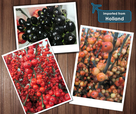 Top: Huckleberry Velvety; Left: Malus Red Sentinel; Right: Ilex Oudijk’s Orange