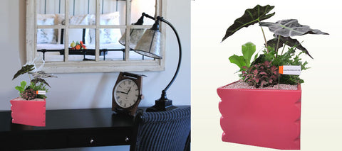 Plant Arrangement with Pink Triangle Pot