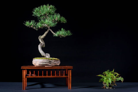 acheter bonsaï pas cher nature et zen
