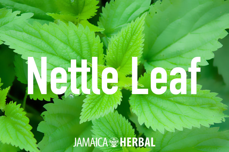 Nettle Leaf Benefits