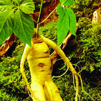 panax ginseng root