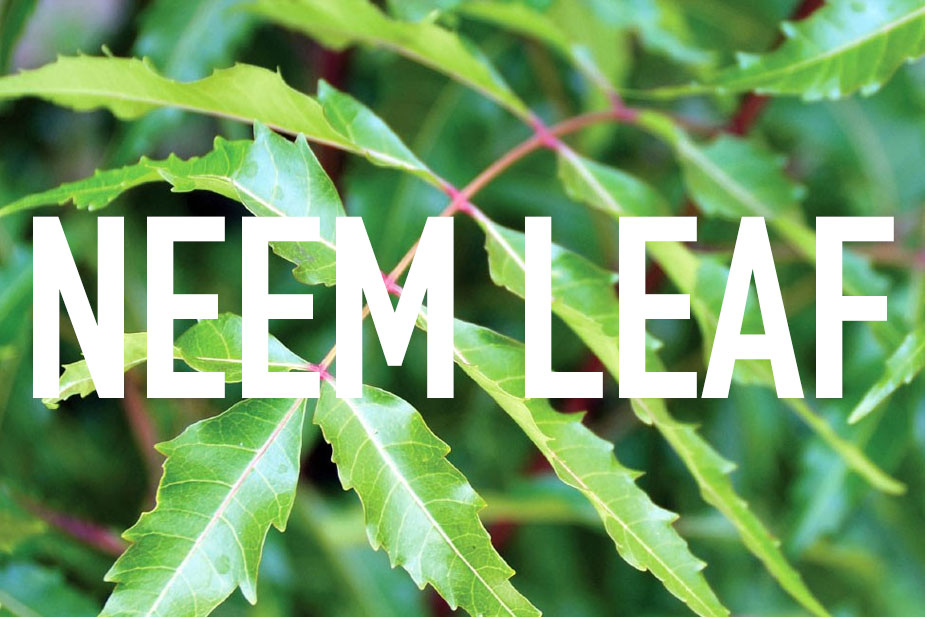 Neem Leaf uses and benefits