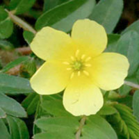 tribulus-boost energy