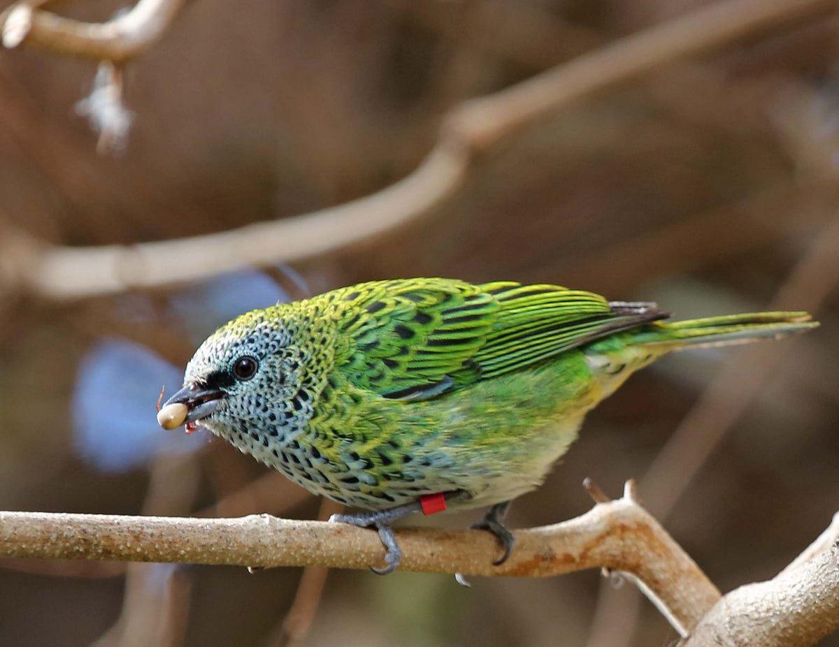 Spotted Tanager – AZ Birds