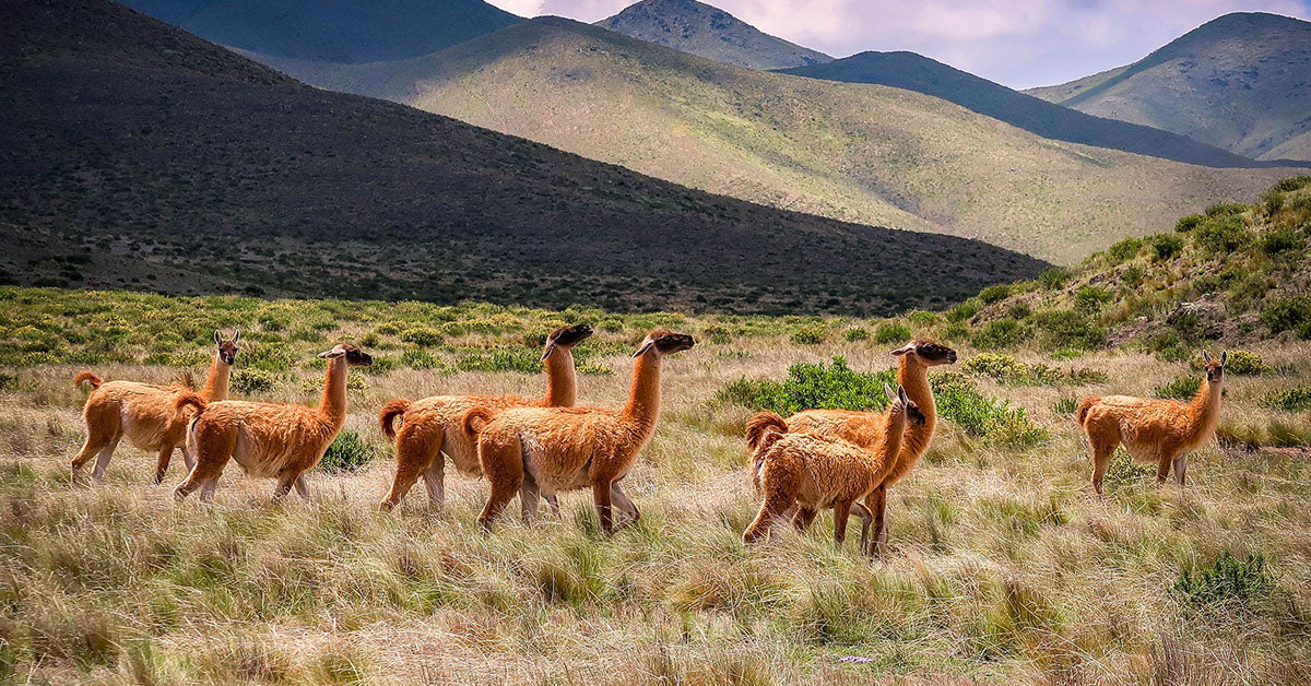 alpacas in field