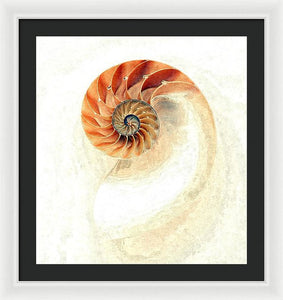 Nautilus - Framed Print