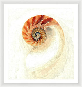 Nautilus - Framed Print