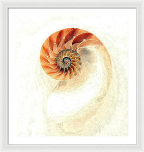 Nautilus - Framed Print