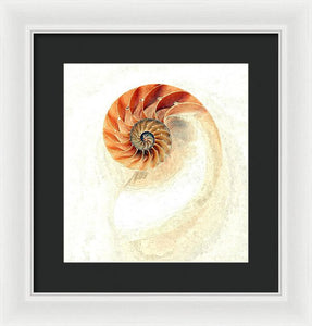 Nautilus - Framed Print