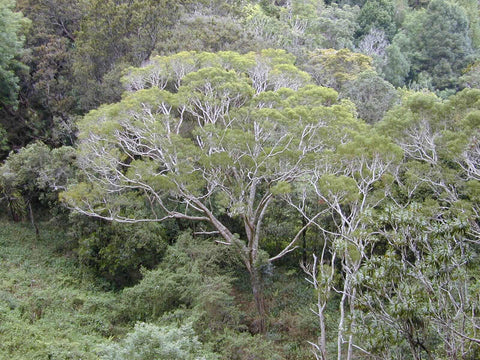 an acacia koa tree
