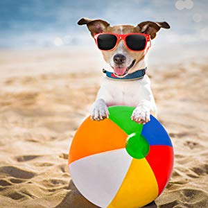dog playing with beach ball