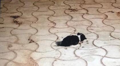 tiny stray dog helped