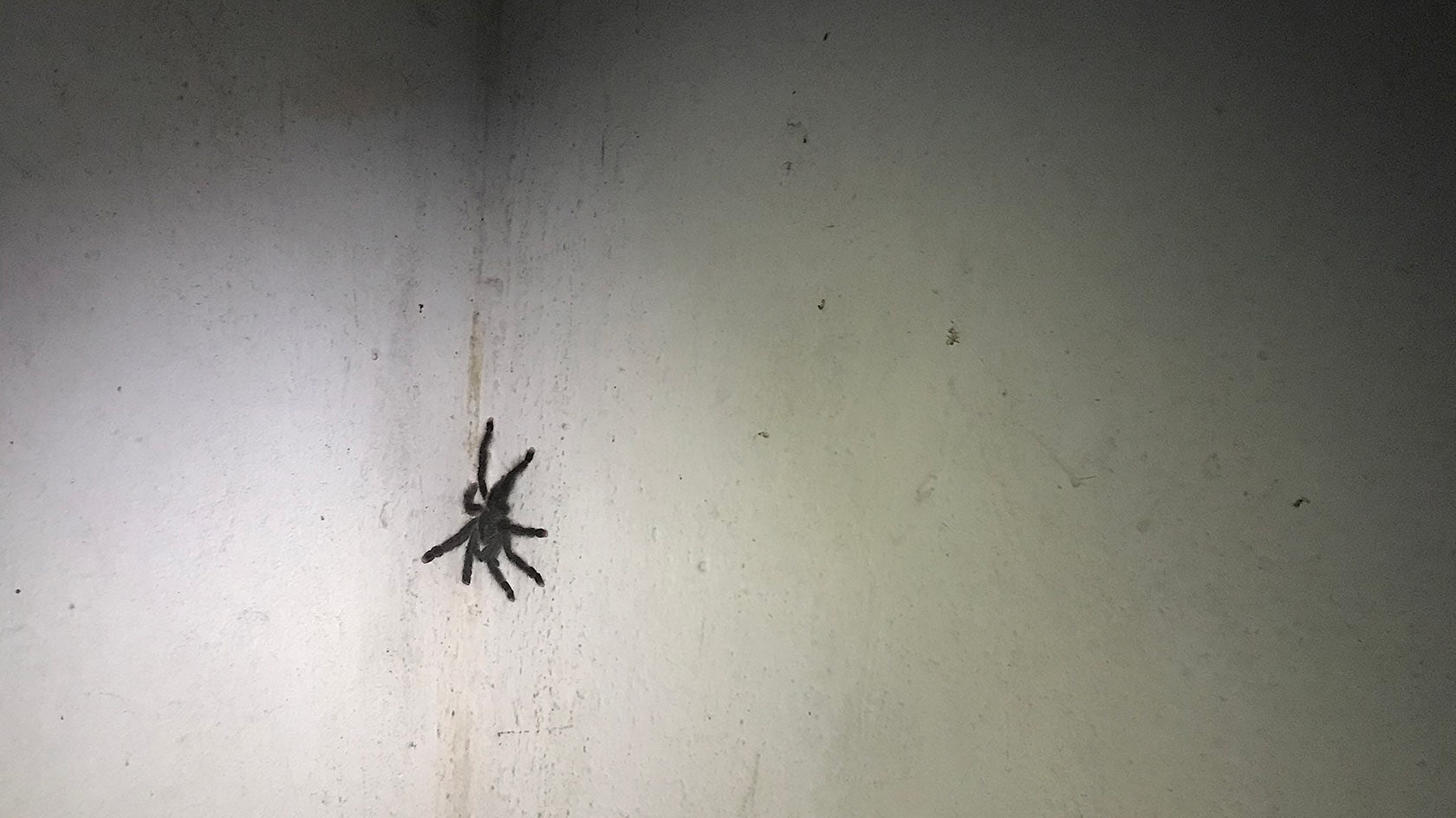 Tarantula in my room