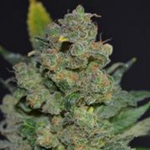 Caramella Auto