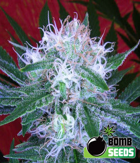 Auto Bomb Auto Bomb Marijuana Seeds