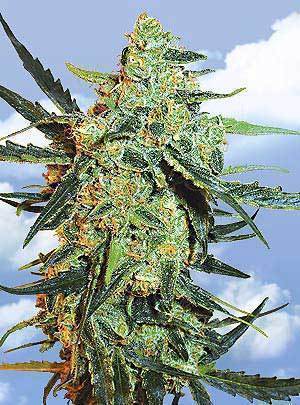 Blueberry Skunk Blueberry Skunk Marijuana Seeds