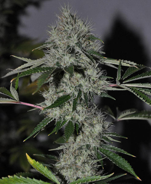 Chem4 OG Chem4 OG Marijuana Seeds