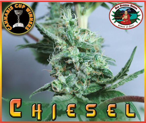 C H I E S E L C H I E S E L Marijuana Seeds