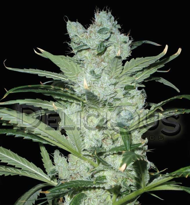 Critical Neville Haze Critical Neville Haze Marijuana Seeds