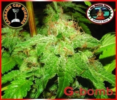 G-Bomb G-Bomb Marijuana Seeds