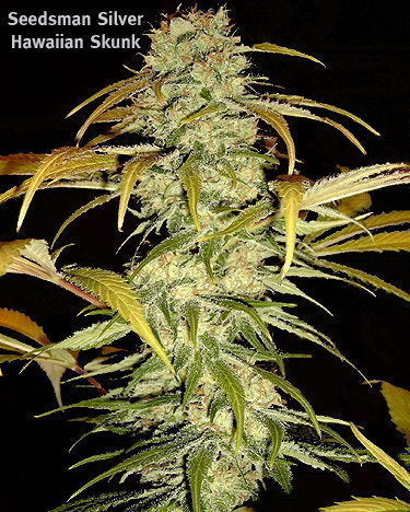 Hawaiian Skunk Hawaiian Skunk Cannabis Seeds