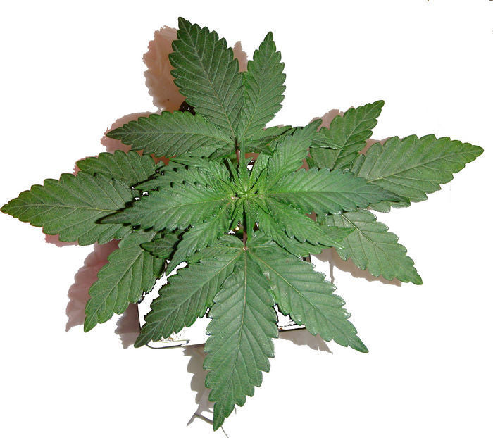 Kushadelic Kushadelic Cannabis Seeds