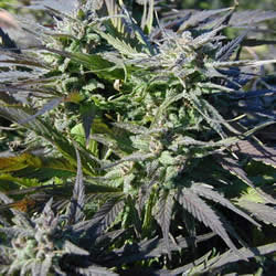 Millennium Millennium Marijuana Seeds