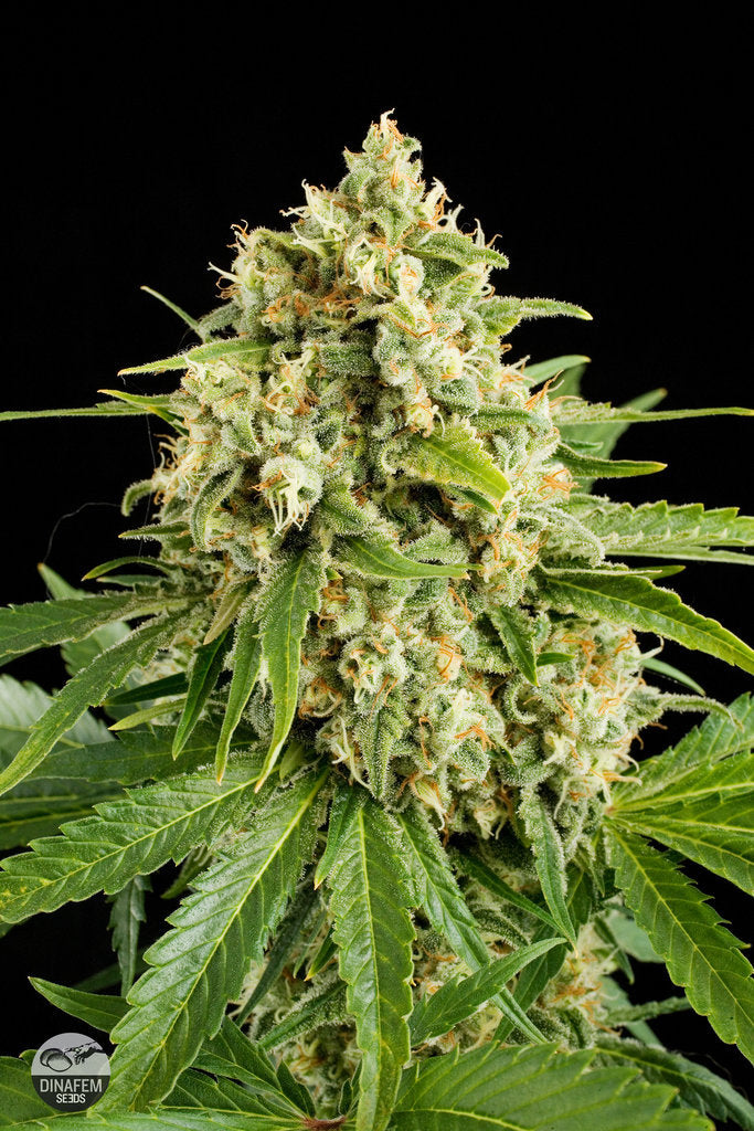 Moby Dick Moby Dick Marijuana Seeds