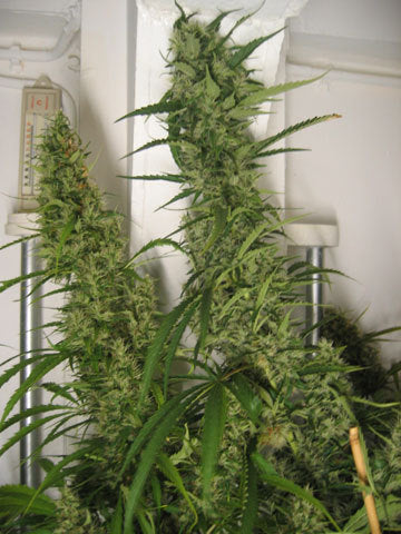 NevilleBerry NevilleBerry Marijuana Seeds