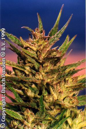 Passion #1 Passion #1 Marijuana Seeds