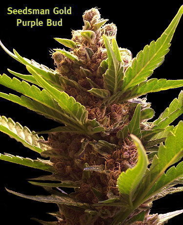 Purple Bud Purple Bud