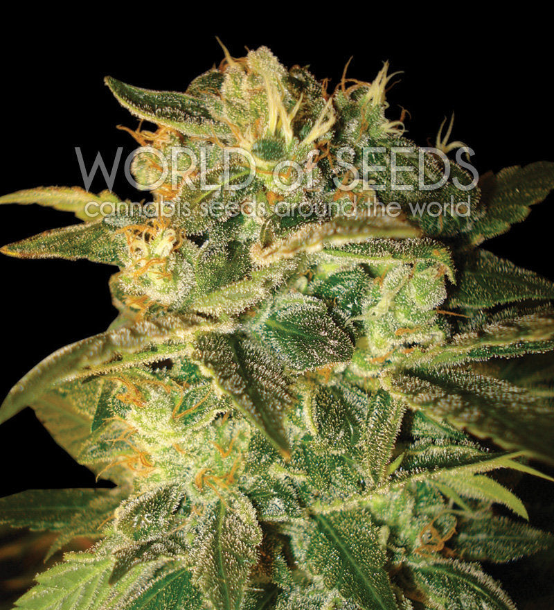 Sugar Mango Ryder Auto Sugar Mango Ryder Auto
