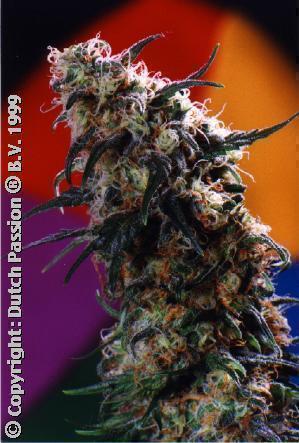 Super Haze Super Haze